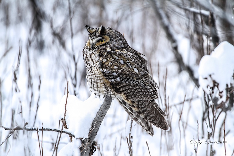 Long-eared Owl perched on a branch out in the snow by Cody Spencer