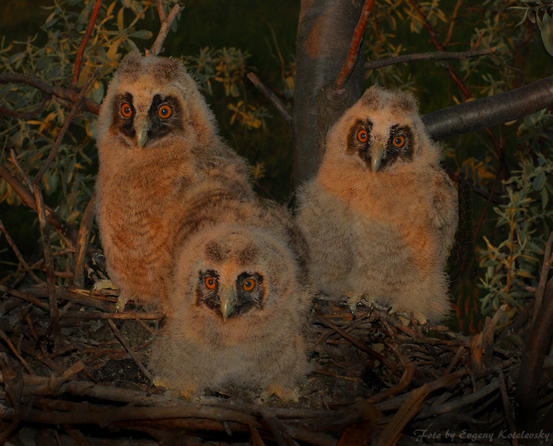 Three young Long-eared Owls standing around their nest at night by Evgeny Kotelevsky