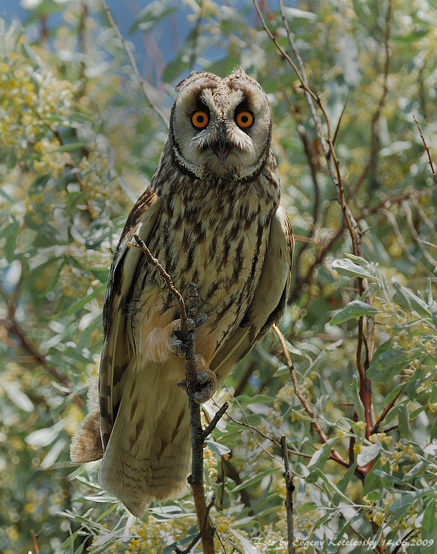 Long-eared Owl perched on a small vertical branch at daytime by Evgeny Kotelevsky