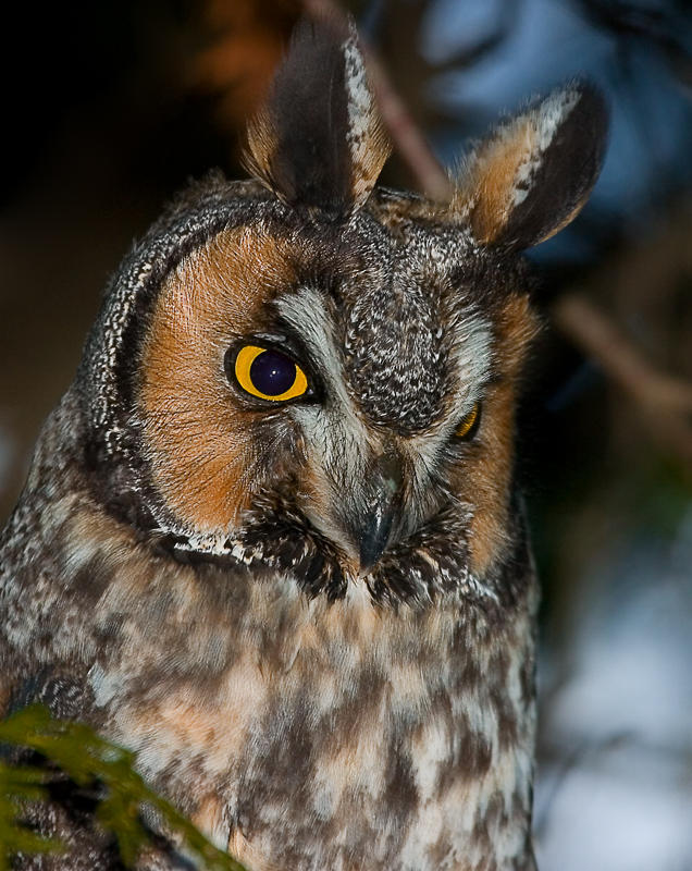 Close facial view of a Long-eared Owl by Rachel Bilodeau