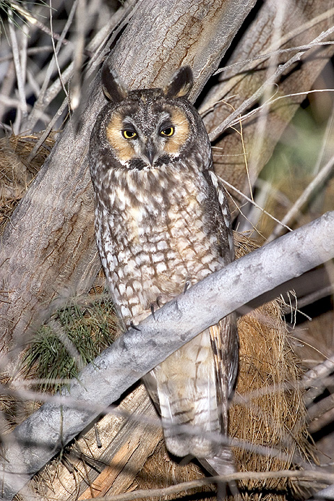 Long-eared Owl perched in the branches at night by Rick & Nora Bowers
