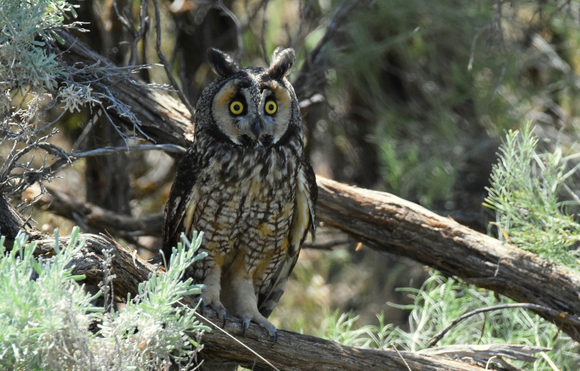 Long-eared Owl with wide eyes perched on a fallen tree by Sean Kite