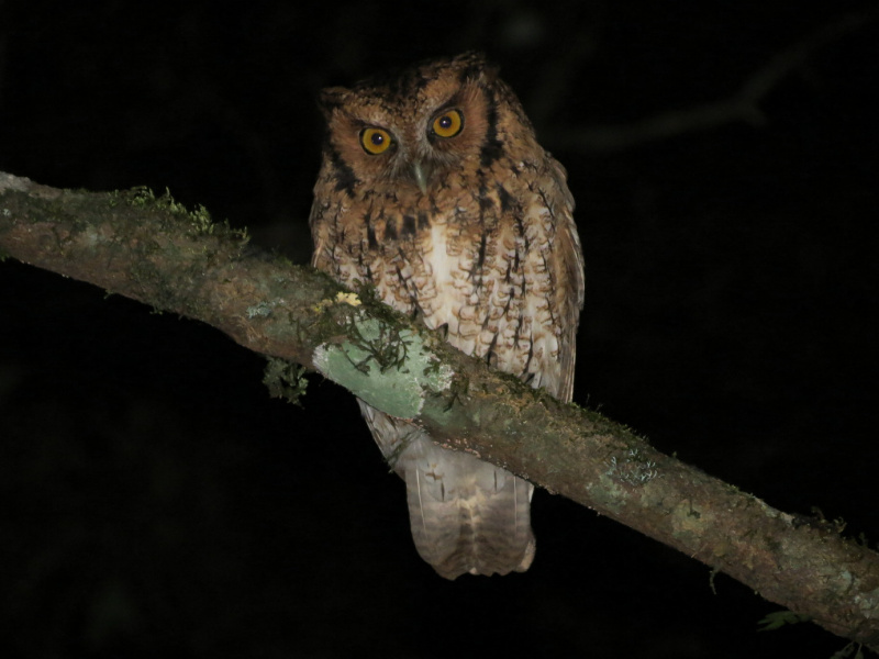 Long-tufted Screech Owl looking down from a branch at night by Willian Menq