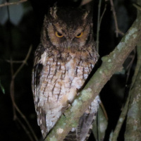 Long-tufted Screech Owl