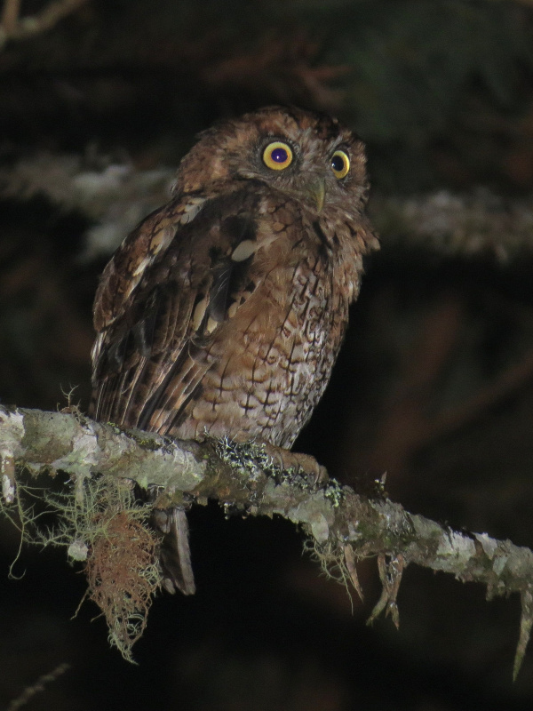 Long-tufted Screech Owl perched on a lichen covered branch at night by Willian Menq