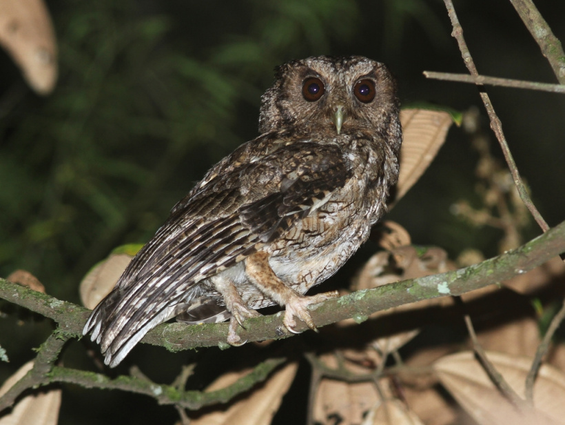 Long-tufted Screech Owl looking back from a branch at night by Willian Menq
