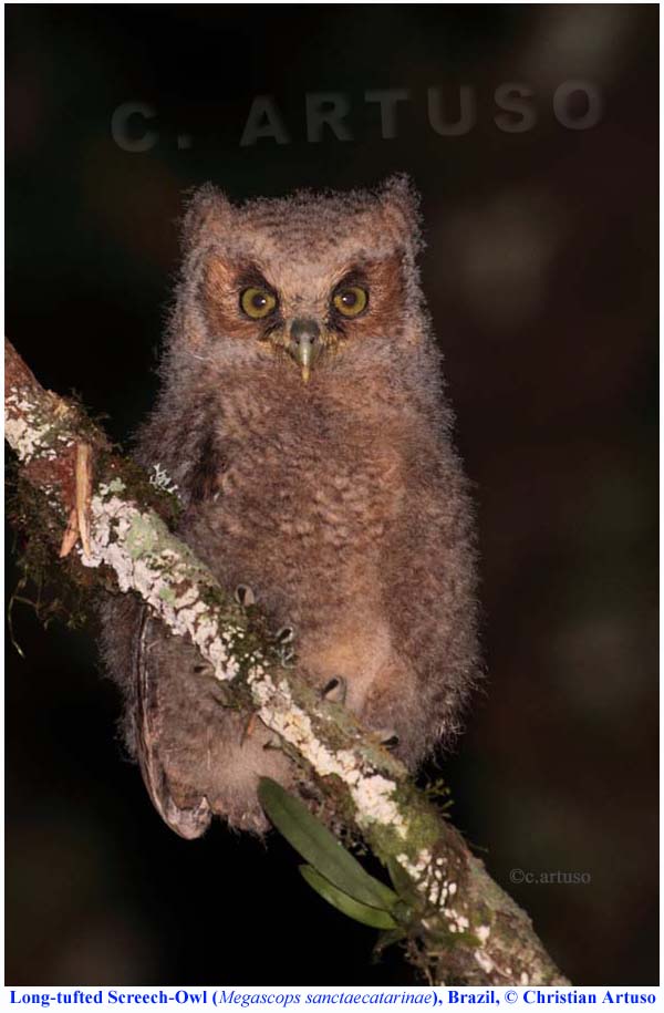Young Long-tufted Screech Owl perched on a branch at night by Christian Artuso