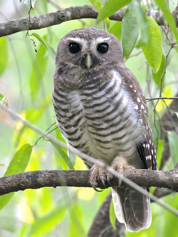 Front view of a White-browed Owl during the day by Alan Van Norman