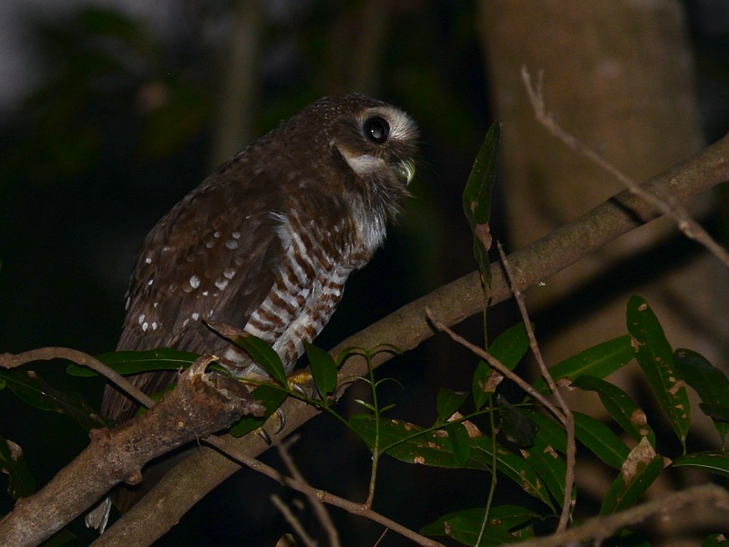 Side view of a White-browed Owl at night by Alan Van Norman