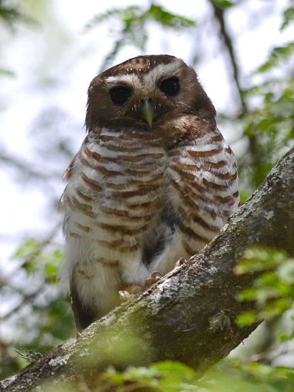 White-browed Owl perched on a thick branch at daytime by Alan Van Norman