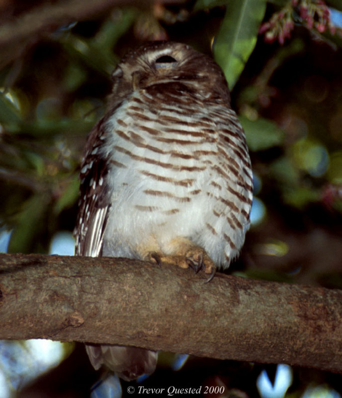 A sleepy White-browed Owl at roost during the day by Trevor Quested