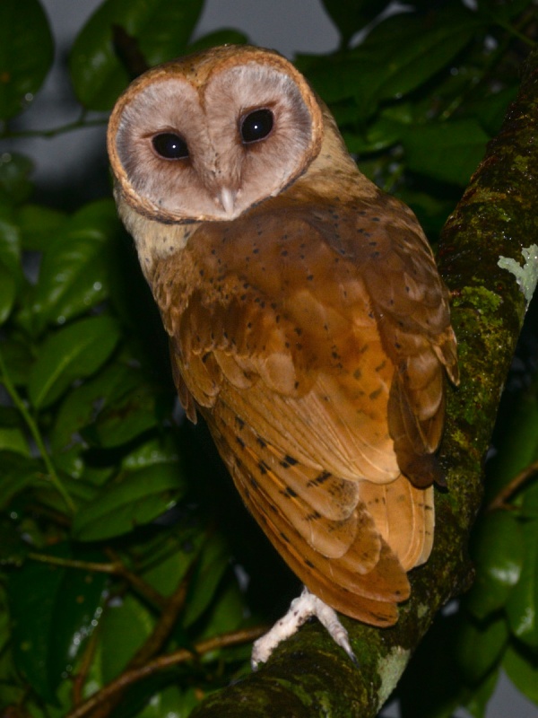 Madagascar Red Owl turns its head to look at you from its night time perch by Alan Van Norman