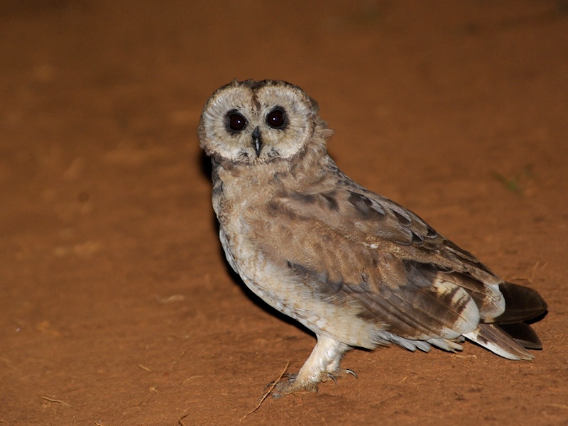 Marsh Owl stands on the bare ground at night by Alan Van Norman