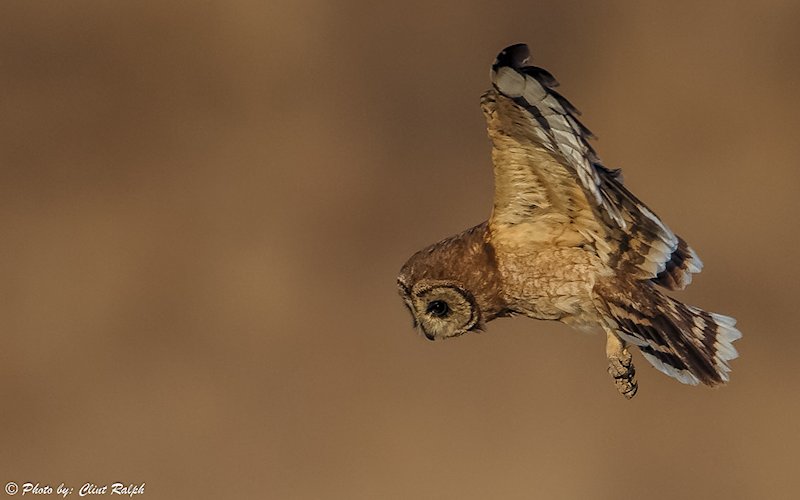 Marsh Owl looking down while in flight by Clint Ralph