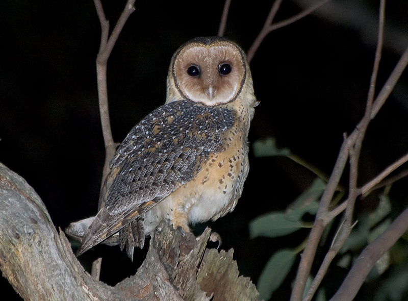 Australian Masked Owl looking over its shoulder from a broken tree branch perch by Richard Jackson