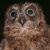 Mayotte Scops Owl