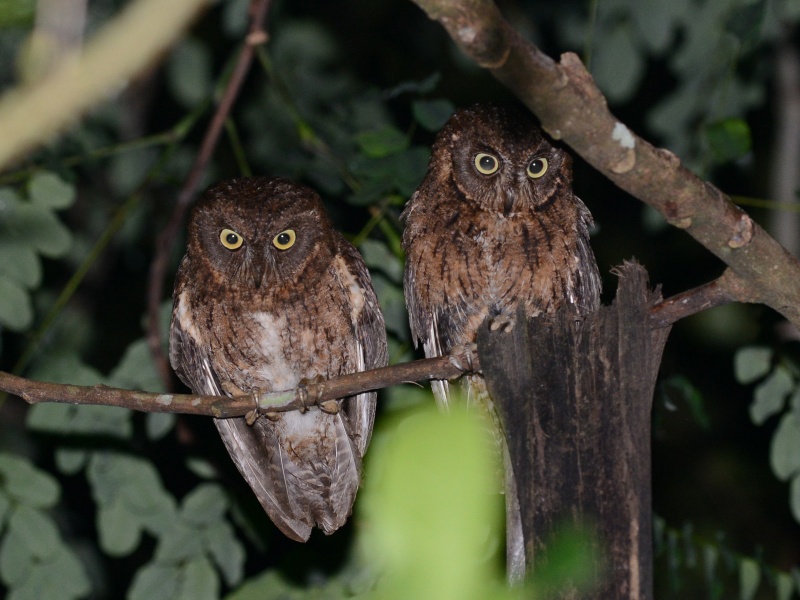 A pair of Mayotte Scops Owls perched side by side in a tree at night by Alan Van Norman
