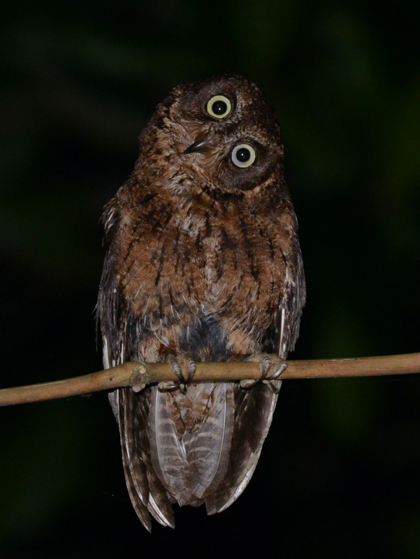 Mayotte Scops Owl with head tilted looking at us by Alan Van Norman