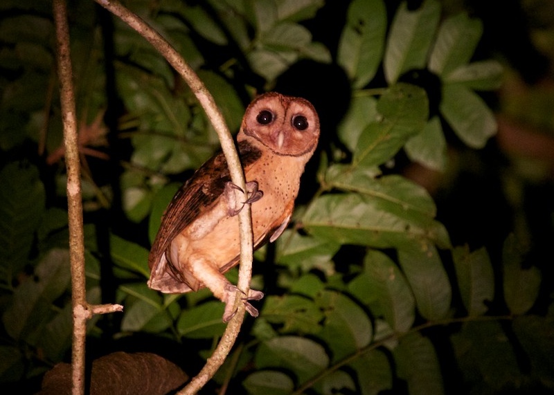 Looking up at a Minahassa Masked Owl perched on a vine at night by Eric Barnes