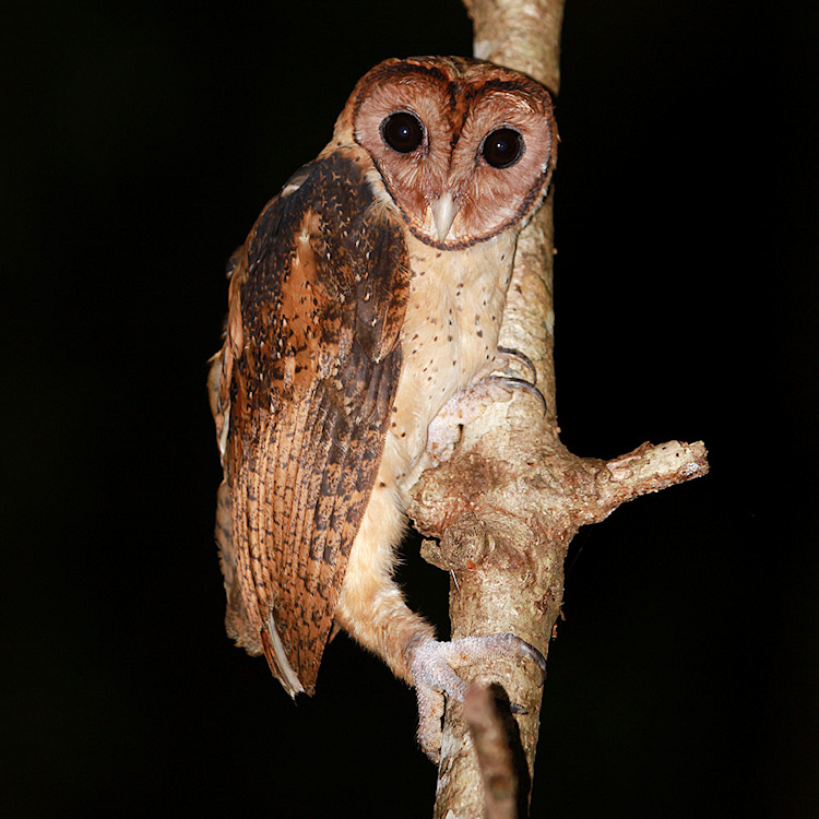 Night time side portrait of a Minahassa Masked Owl on a branch by Rob Hutchinson