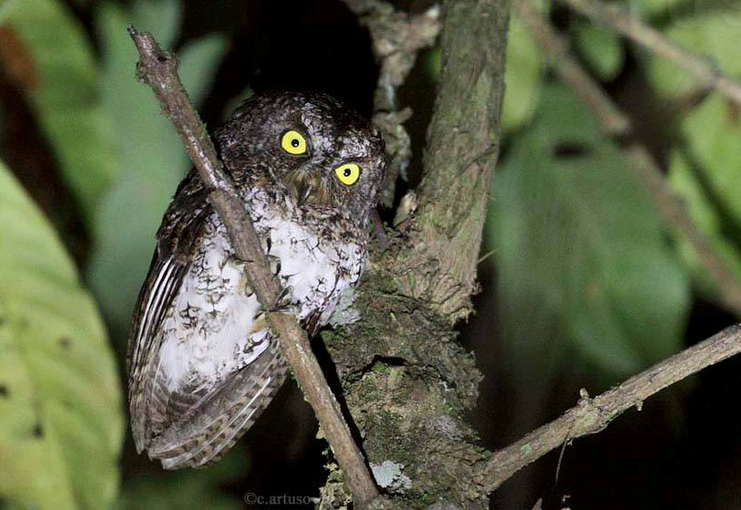 Mindanao Scops Owl looks down from a tree at night by Christian Artuso