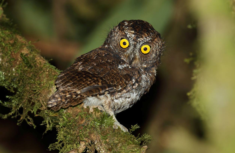 Rear view of a Mindanao Scops Owl looking back by Rob Hutchinson