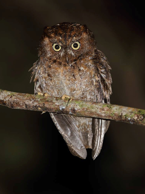 Mindoro Scops Owl perched on a branch at night by Rob Hutchinson
