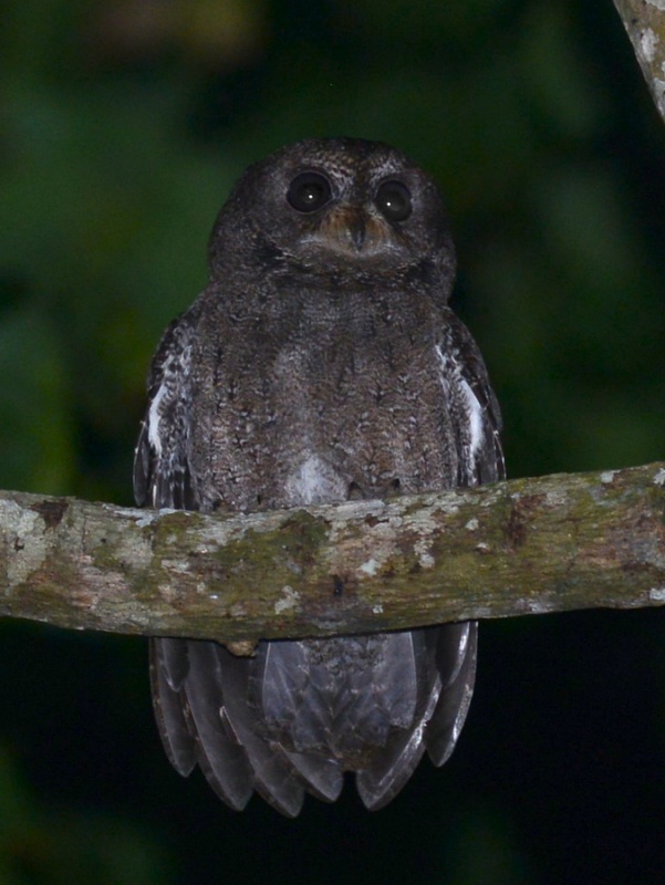 Mohéli Scops Owl perched high on a branch at night by Alan Van Norman