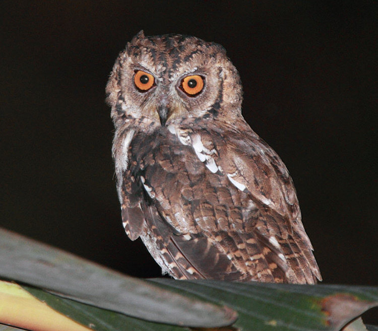 Side profile of a Moluccan Scops Owl with its head turned toward us by Rob Hutchinson