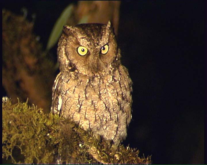 Yungas Screech Owl on a mossy branch at night by Claus König