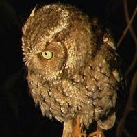 Yungas Screech Owl