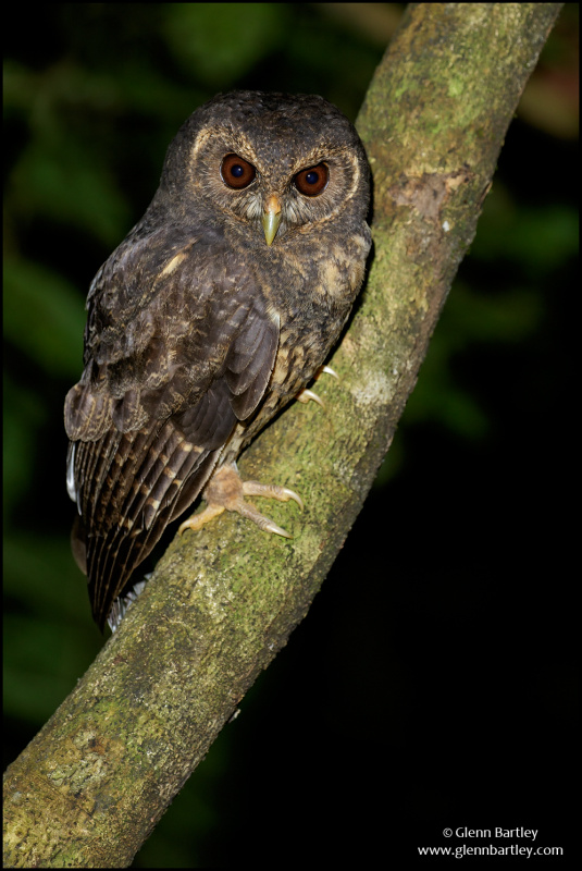 Side view of a Mottled Owl standing on a branch looking at us by Glenn Bartley