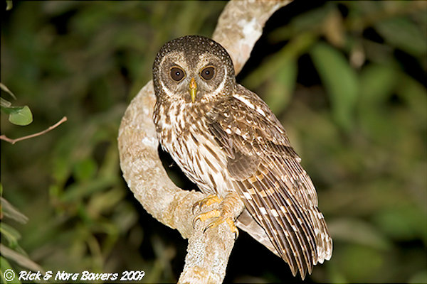 Mottled Owl standing on a curved branch at night by Rick & Nora Bowers