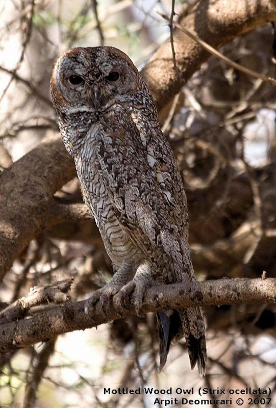 Mottled Wood Owl roosts in a sparse tree by Arpit Deomurari