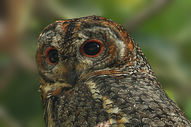Close facial view of a Mottled Wood Owl by Saleel Tambe