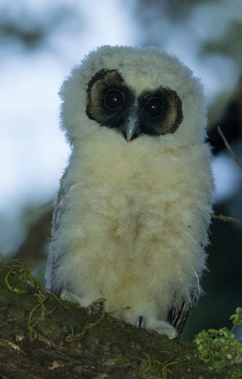 Close up of a very cute baby Brown Wood Owl by Sarwan Deep Singh
