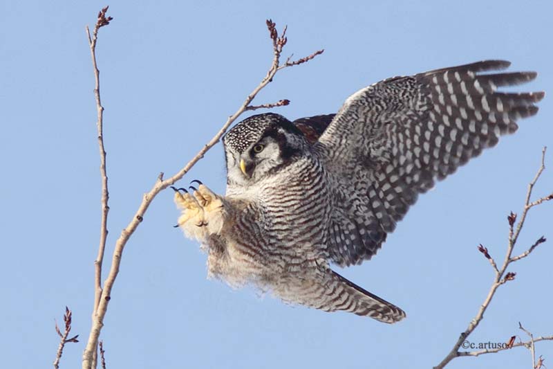 Northern Hawk Owl landing with wings and talons spread by Christian Artuso