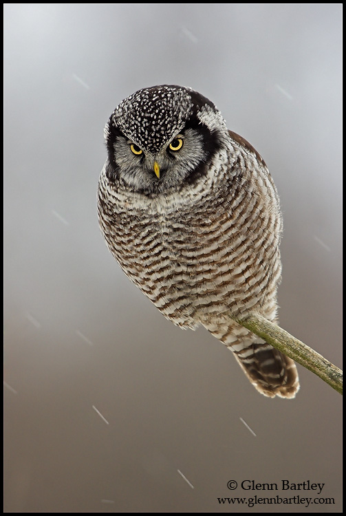 Northern Hawk Owl perched on a twig with snow falling by Glenn Bartley