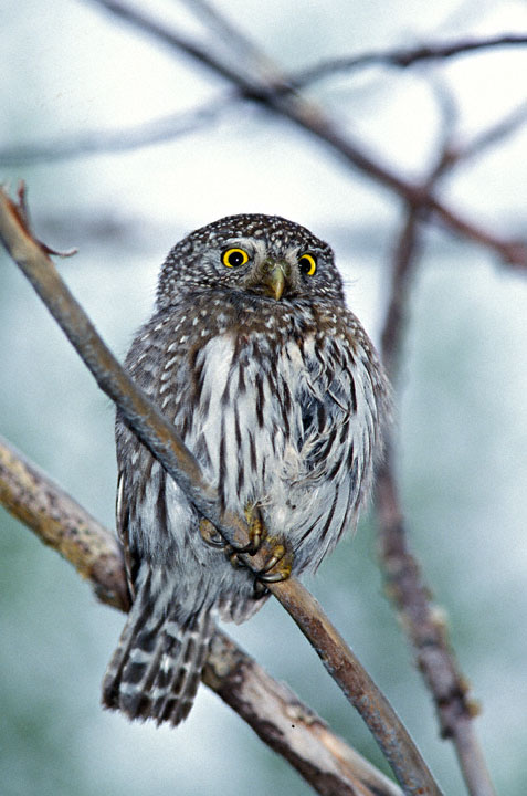 Northern Pygmy Owl perched on a small branch by Greg Lasley