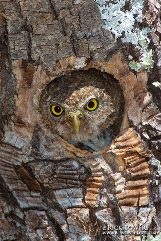 Northern Pygmy Owl looks out of its nest hole by Rick & Nora Bowers