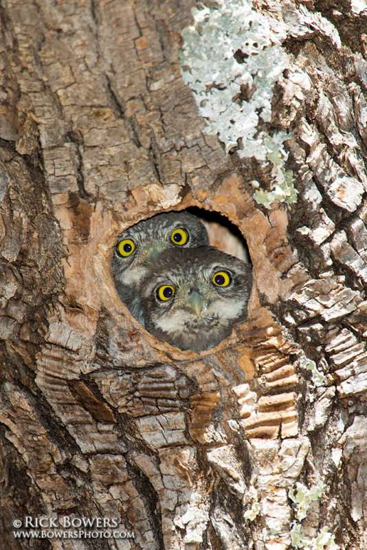 Two young Northern Pygmy Owls looking out of their nest hole by Rick & Nora Bowers