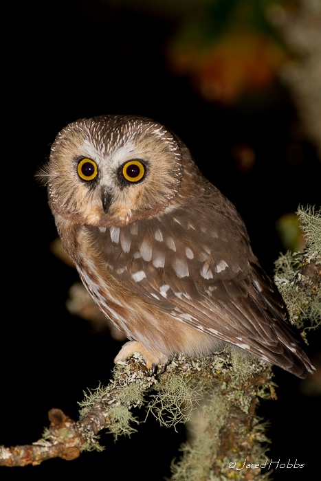 Close view of a Northern Saw-whet Owl on a branch at night by Jared Hobbs