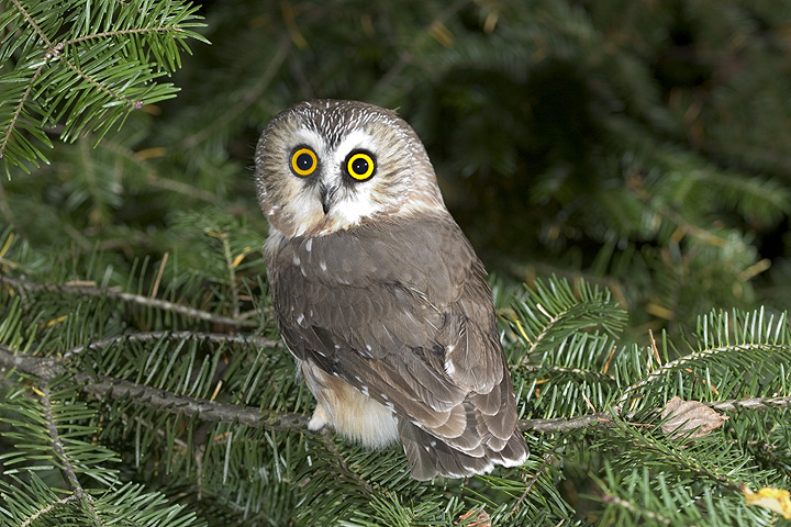 Rear view of a Northern Saw-whet Owl perched on a pine branch looking back by Rick & Nora Bowers