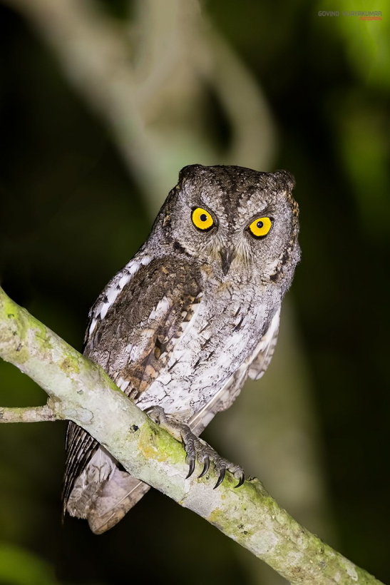 Oriental Scops Owl perched on a branch at night by Govind Vijayakumar