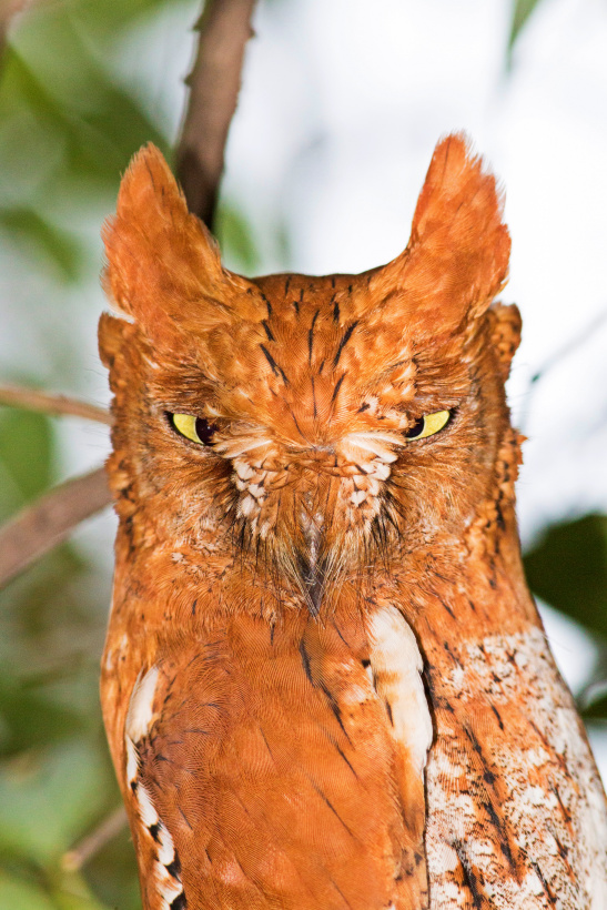Close facial view of a rufous Oriental Scops Owl by Vickey Chauhan