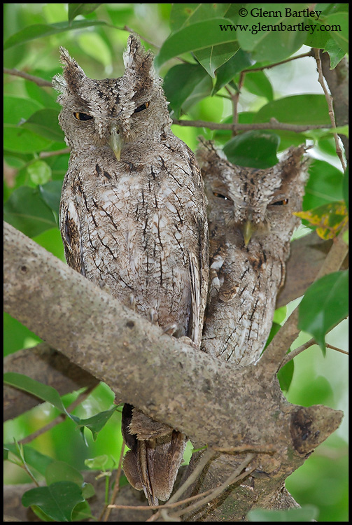 A pair of Pacific Screech Owls resting together on a branch by Glenn Bartley