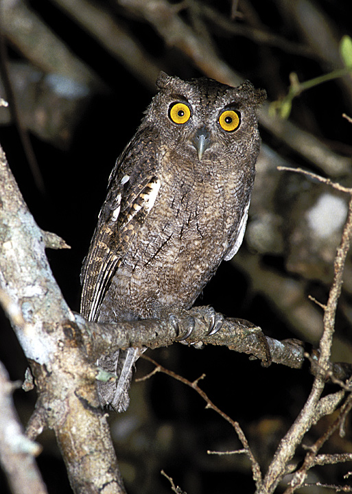 Wide-eyed Pacific Screech Owl perched on a branch at night by Rick & Nora Bowers