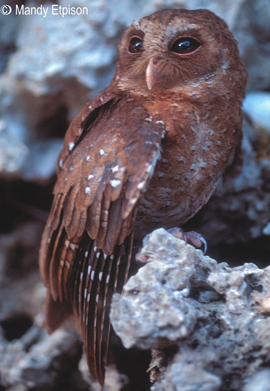 Palau Owl perched on a rocky ledge by Mandy Etpison
