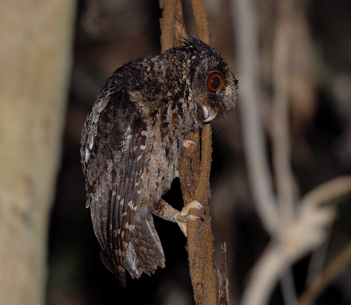 Side profile of a Palawan Scops Owl gripping a thick vine by Bram Demeulemeester
