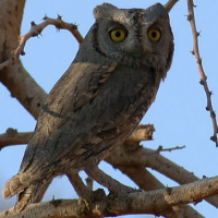Pallid Scops Owl